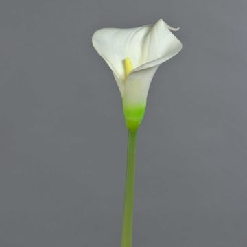 Künstliche Calla MIRAC, creme, 75cm, 12x15cm