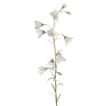 Künstliche Glockenblume GISELA, weiß, 65cm, Ø1-4cm Künstliche Glockenblume GISELA, weiß, 65cm, Ø1-4cm