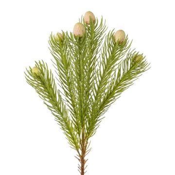 Deko Zweig Nadelkissen Protea KROLI, creme-grün, 50cm