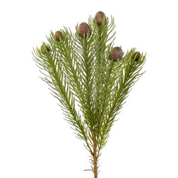 Deko Zweig Nadelkissen Protea KROLI mit Knospen, braun-grün, 50cm, Ø1-2cm Deko Zweig Nadelkissen Protea KROLI mit Knospen, braun-grün, 50cm, Ø1-2cm