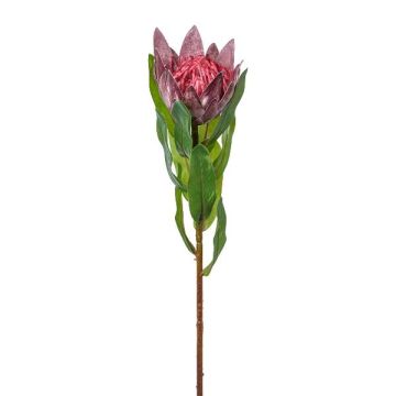 Dekoblume Königs Protea WANBA, lila, 50cm