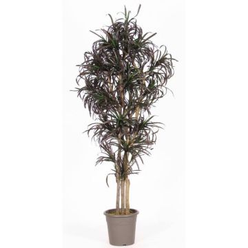 Unechter Dracaena Marginata KIMANORA, Naturstämme, grün-rot, 125cm - Made in Italy