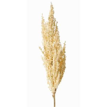 Dekozweig Sorghumhirse WADDY mit Ähren, creme, 80cm
