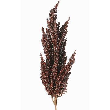 Dekozweig Sorghumhirse WADDY mit Ähren, dunkelrot, 80cm