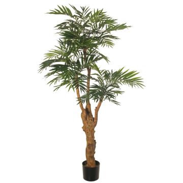Unechte Bergpalme QUOKKA, Kunststamm, 160cm