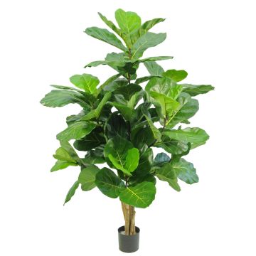 Ficus Lyrata künstlich APOKO, Echtstämme, grün, 170cm Ficus Lyrata künstlich APOKO, Echtstämme, grün, 170cm