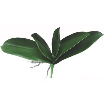 Künstliche Phalaenopsis Orchideenblätter PRIMALA, Luftwurzel, 21x26cm