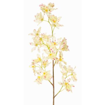 Odontoglossum Orchideenzweig künstlich BELANIA, creme-pink, 75cm