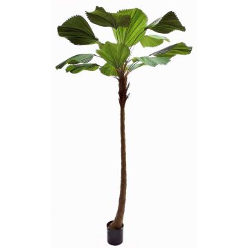 Deko Strahlenpalme OBERTA, 260cm