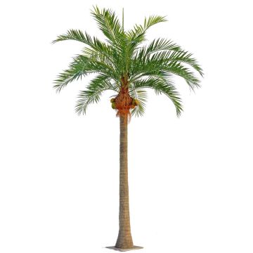 Kokospalme künstlich NARUN mit Kokosnüssen, 570cm