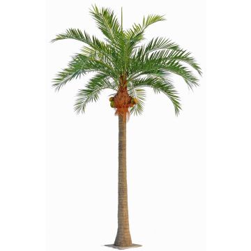 Kokospalme künstlich NARUN mit Kokosnüssen, 570cm