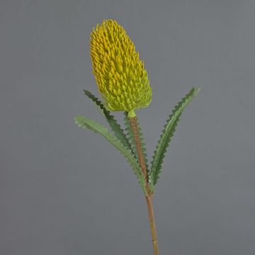 Künstliche Blume Banksia robur EREDIN, gelb-grün, 70cm, Ø7cm