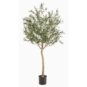 Kunstolivenbaum DRAX, Kunststamm, Früchte, grün, 180cm Kunstolivenbaum DRAX, Kunststamm, Früchte, grün, 180cm
