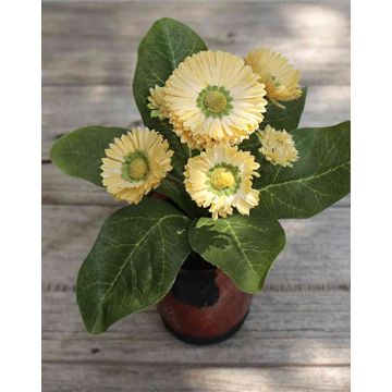 Künstliche Gänseblümchen MORGANA, Terracottatopf, aprikose, 15cm, Ø2-4cm Künstliche Gänseblümchen MORGANA, Terracottatopf, aprikose, 15cm, Ø2-4cm