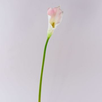 Kunstblume Calla TERESA, weiß-rosa, 70cm, 10x15cm Kunstblume Calla TERESA, weiß-rosa, 70cm, 10x15cm
