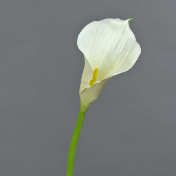 Kunstblume Calla TERESA, creme, 70cm, 10x15cm