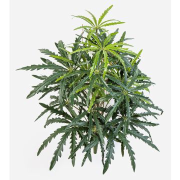 Künstliche Fingeraralie PANGON auf Steckstab, grün, 50cm Künstliche Fingeraralie PANGON auf Steckstab, grün, 50cm