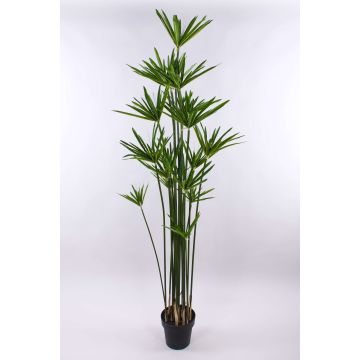 Zyperngras künstlich ZAHIR, grün, 180cm Zyperngras künstlich ZAHIR, grün, 180cm