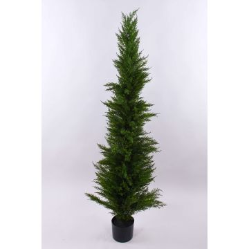 Künstliche Zeder HENRIETTE im Übertopf, grün, 150cm