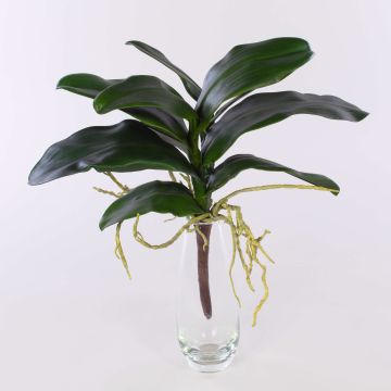 Künstliche Phalaenopsis Orchidee ARLETTE, Luftwurzeln, 40x45cm Künstliche Phalaenopsis Orchidee ARLETTE, Luftwurzeln, 40x45cm