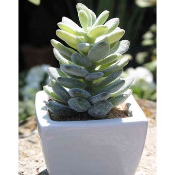 Künstlicher Pachyphytum oviferum ROBBIE, Keramiktopf, grün, 13cm