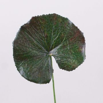 Geranien Kunstblumenblatt HEIDEGARD, grün-rot, 38cm, Ø11cm