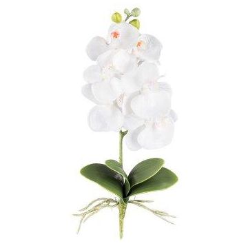 Dekoblume Phalaenopsis Orchidee DRINTOR, Steckstab, Wurzeln, weiß, 40cm