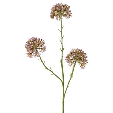 Dekozweig Allium ALIKIO, lila, 65cm, Ø7cm