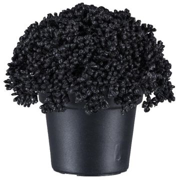 Kunst Sukkulente Sedum telephium NUKEF, schwarz, 10cm