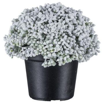 Kunst Sukkulente Sedum telephium NUKEF, weiß, 10cm Kunst Sukkulente Sedum telephium NUKEF, weiß, 10cm