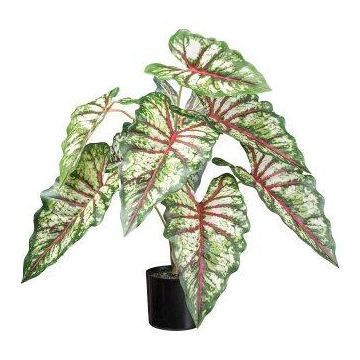 Deko Pflanze Caladium GRUSON, grün-rot, 65cm