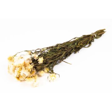 Strohblumen Strauß ALMINKA, getrocknet, weiß-creme, 50-60cm, Ø15cm