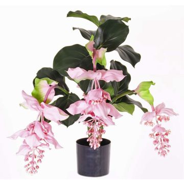 Kunstblume Medinilla LAILANI, rosa, 80cm, Ø20cm