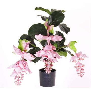 Kunstblume Medinilla LAILANI, rosa, 80cm, Ø20cm