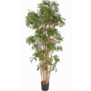 Künstlicher Bambus NARO, Echtstämme, 210cm Künstlicher Bambus NARO, Echtstämme, 210cm
