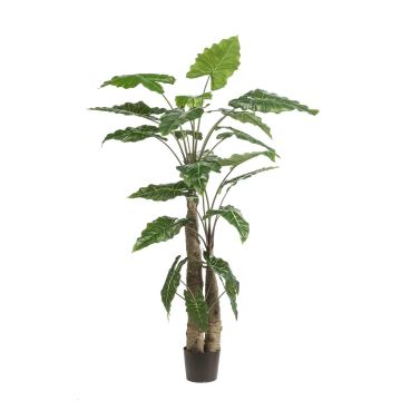 Künstliche Pflanze Alocasia Sanderiana ALBULA, grün, 180cm