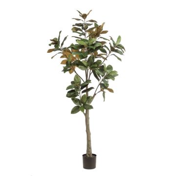Yulan-Magnolienbaum künstlich BELLITA, Kunststamm, grün-olive, 180cm