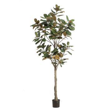 Yulan-Magnolienbaum künstlich BELLITA, Kunststamm, grün-olive, 210cm