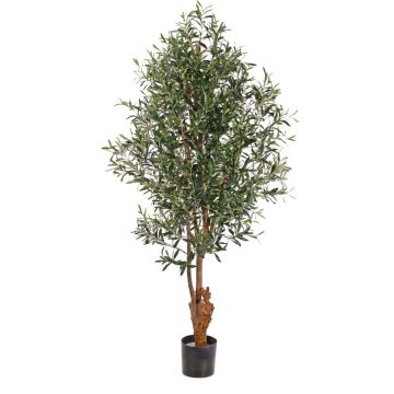 Olivenbaum künstlich FINLOR, Echtstamm, crossdoor, 170cm Olivenbaum künstlich FINLOR, Echtstamm, crossdoor, 170cm