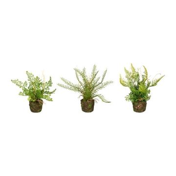 Künstlicher Farn Mix FUNGAR, Frauenhaarfarn, Schwertfarn, Schildfarn, 3 Stück, Erdballen, grün, 22cm, Ø25cm Künstlicher Farn Mix FUNGAR, Frauenhaarfarn, Schwertfarn, Schildfarn, 3 Stück, Erdballen, grün, 22cm, Ø25cm