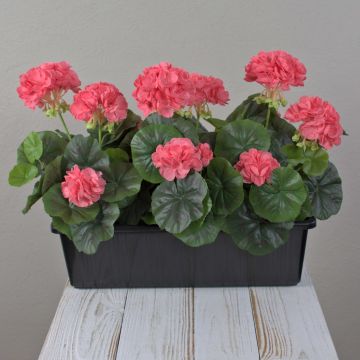 Künstliche Geranien FLOREANA im Blumenkasten, 3 Stück, lachs, 40x15x35cm