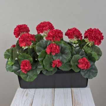 Künstliche Geranien FLOREANA im Blumenkasten, 3 Stück, rot, 40x15x35cm