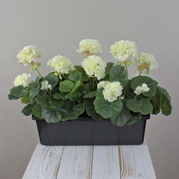 Künstliche Geranien FLOREANA im Blumenkasten, 3 Stück, weiß, 40x15x35cm