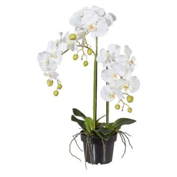 Kunst Phalaenopsis Orchidee LOPASY, Wurzeln, weiß, 60cm