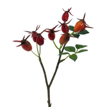 Deko Zweig Heckenrose BRULFI mit Hagebutten, orange, 25cm Deko Zweig Heckenrose BRULFI mit Hagebutten, orange, 25cm