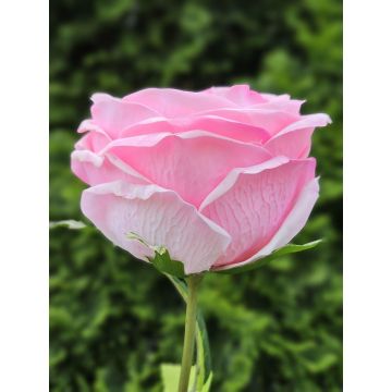 Künstliche Rose MARNUK, rosa, 60cm