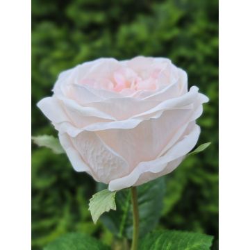 Künstliche Kohl-Rose MARNUK, creme-rosa, 60cm, Ø9cm