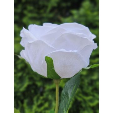 Künstliche Kohl-Rose MARNUK, creme-weiß, 60cm, Ø9cm Künstliche Kohl-Rose MARNUK, creme-weiß, 60cm, Ø9cm