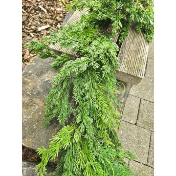 Künstliche Girlande Zypresse TALSIMA, grün, 175cm