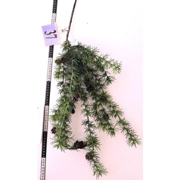 Deko Zweig Zeder GORZU mit Zapfen, hängend, grün, 100cm